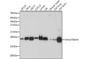 Western blot analysis of extracts of various cell lines, using Smac/Diablo Rabbit mAb (ABIN7270177) at 1:1000 dilution. (DIABLO anticorps)