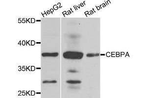Western blot analysis of extracts of various cells, using CEBPA antibody. (CEBPA anticorps)