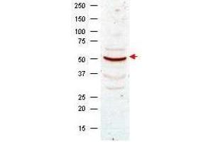 Western blot analysis using  Anti-Cyclin B1 antibody shows detection of Cyclin B1 present in asynchronous HeLa cell lysates.