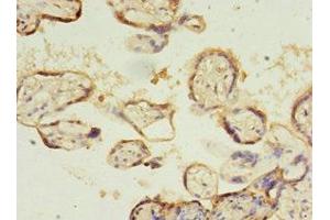 Immunohistochemistry of paraffin-embedded human placenta tissue using ABIN7170098 at dilution of 1:100
