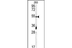 Western blot analysis of anti-GDF10 Antibody in 293 cell line lysates (35ug/lane) (GDF10 anticorps  (N-Term))