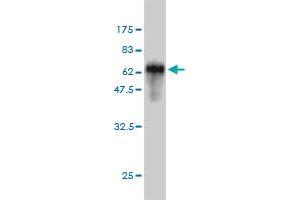 Western Blot detection against Immunogen (60.