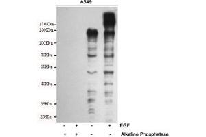 anti-Tyrosine (phosphorylated) antibody