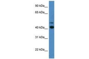 Image no. 1 for anti-Blue Opsin (AA 197-246) antibody (ABIN6746707) (Blue Opsin (AA 197-246) anticorps)