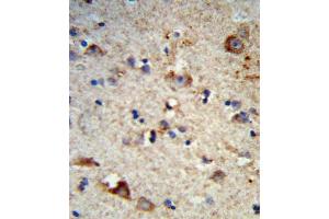 Formalin-fixed and paraffin-embedded human brain tissue reacted with EXT2 Antibody (Center), which was peroxidase-conjugated to the secondary antibody, followed by DAB staining. (EXT2 anticorps  (AA 182-209))