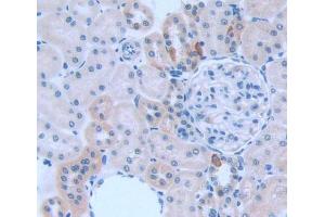 Used in DAB staining on fromalin fixed paraffin- embedded kidney tissue (KNG1 anticorps  (AA 19-380))