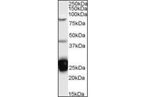 Western Blot Image: Antibody (0. (TIA1 anticorps  (Internal Region))