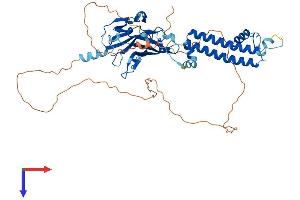 AlphaFold protein structure predicition of Human Recombinant KCNJ3 Protein, UniprotID P48549