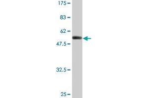 Western Blot detection against Immunogen (51.