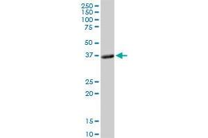 PLSCR1 MaxPab rabbit polyclonal antibody. (PLSCR1 anticorps  (AA 1-318))