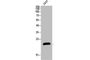 Western blot analysis of 293T lysis using SRp20 antibody. (SRSF3 anticorps  (C-Term))