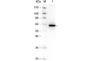Western Blot of AKT3 (phosphatase treated) Human Recombinant Protein. (AKT3 Protéine)