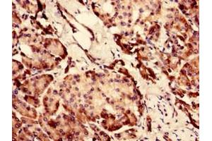 Immunohistochemistry analysis of human pancreatic tissue using ABIN7147553 at dilution of 1:100