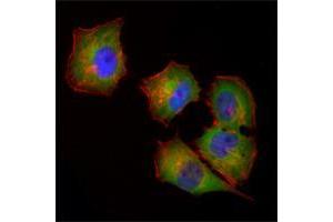 Immunofluorescence analysis of Hela cells using NME1 mouse mAb (green). (NME1 anticorps)