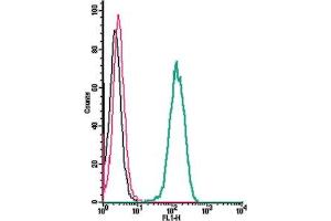 anti-Sphingosine-1-Phosphate Receptor 3 (S1PR3) (AA 23-34), (Extracellular) antibody