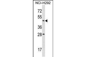 Western blot analysis in NCI-H292 cell line lysates (35ug/lane). (Actl7b anticorps  (N-Term))
