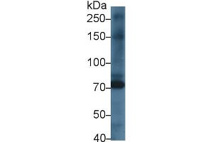 Western Blot; Sample: Rat Heart lysate; Primary Ab: 1µg/ml Rabbit Anti-Rat KEL Antibody Second Ab: 0. (KEL anticorps  (AA 439-713))