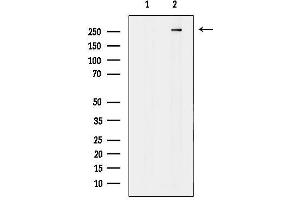Western blot analysis of lysates from COLO205, using MAP1A Antibody. (MAP1A anticorps  (Internal Region))