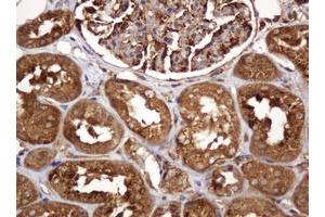 Image no. 4 for anti-B and T Lymphocyte Associated (BTLA) antibody (ABIN1496983) (BTLA anticorps)