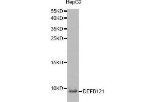 Western blot analysis of extracts from HepG2 cell, using DEFB121 antibody. (DEFB121 anticorps  (AA 1-76))