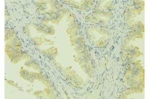 ABIN6273004 at 1/100 staining Mouse colon tissue by IHC-P. (Leiomodin 1 anticorps  (C-Term))
