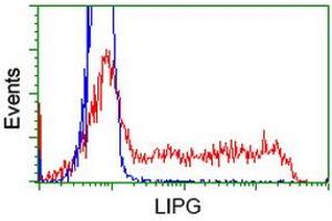 Image no. 1 for anti-Lipase, Endothelial (LIPG) antibody (ABIN1499171) (LIPG anticorps)