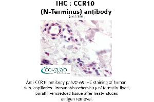 Image no. 1 for anti-Chemokine (C-C Motif) Receptor 10 (CCR10) (N-Term) antibody (ABIN1732760) (CCR10 anticorps  (N-Term))
