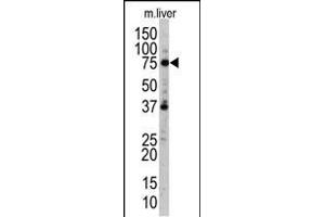 Western blot analysis of anti-hUVRAG (Center) Pab (R) in mouse liver tissue lysate.