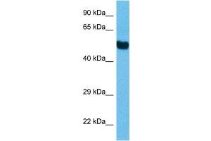 Host:  Mouse  Target Name:  TFE3  Sample Tissue:  Mouse Brain  Antibody Dilution:  1ug/ml (TFEB anticorps  (C-Term))