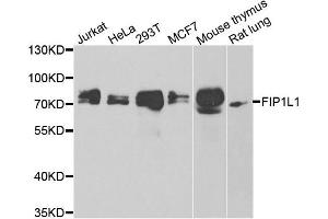 Western blot analysis of extracts of various cell lines, using FIP1L1 antibody. (FIP1L1 anticorps)