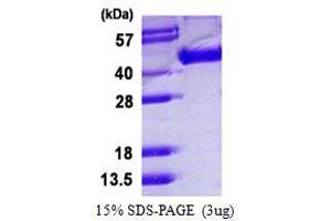 Image no. 1 for Influenza Hemagglutinin HA1 Chain (HA1) protein (His tag) (ABIN1098607) (Influenza Hemagglutinin HA1 Chain (HA1) protein (His tag))