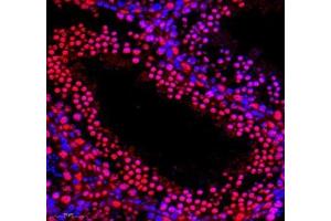 Immunofluorescence of paraffin embedded mouse testis using PABPN1 (ABIN7075116) at dilution of 1:600 (300x lens) (PABPN1 anticorps)