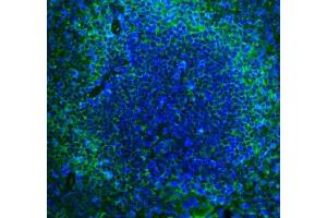 IF analysis of Cd2 using anti-Cd2 antibody (ABIN7600738). (CD2 anticorps  (AA 23-201))