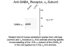 Western Blot of Anti-GABA(A) Receptor alpha 3 (Rabbit) Antibody - 600-401-D46 Western Blot of Anti-GABA(A) Receptor alpha 3 (Rabbit) Antibody. (GABRA3 anticorps  (N-Term))