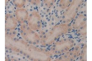 Detection of LEI in Mouse Kidney Tissue using Polyclonal Antibody to Leukocyte Elastase Inhibitor (LEI) (SERPINB1 anticorps  (AA 184-368))