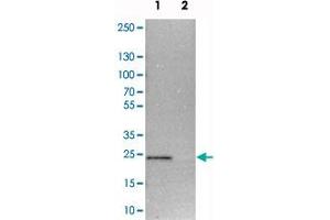 Western blot analysis of cell lysates with TEX261 polyclonal antibody  at 1:250-1:500 dilution. (TEX261 anticorps)