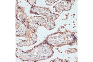 Immunohistochemistry of paraffin-embedded human placenta using MYCBP antibody (ABIN1680940, ABIN3019105, ABIN3019106 and ABIN6220717) at dilution of 1:100 (40x lens).