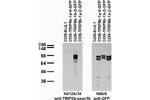 Transfected cell immunoblot: extracts of COS cells transiently transfected with GFP-tagged TRIP8b-1a-4, TRIP8b-1b-2, TRIP8b-1a-2 or untagged Kv2.