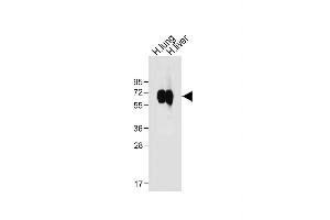 All lanes : Anti-CD14 Antibody (N-term) at 1:1000 dilution Lane 1: Human lung tissue lysate Lane 2: Human liver tissue lysate Lysates/proteins at 20 μg per lane.
