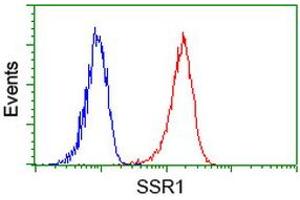 Image no. 4 for anti-Signal Sequence Receptor, alpha (SSR1) antibody (ABIN1501153)