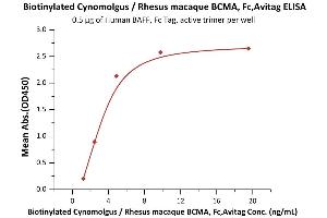 Immobilized Human BAFF, Fc Tag, active trimer (ABIN6972950) at 5 μg/mL (100 μL/well) can bind Biotinylated Cynomolgus / Rhesus macaque BCMA, Fc,Avitag (ABIN5526605,ABIN5526606) with a linear range of 0.