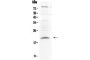 Western blot analysis of Relaxin 1 using anti-Relaxin 1 antibody . (Relaxin 1 anticorps)