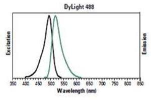 Excitation and emission spectra of Goat Anti-Rabbit IgG (H+L) Antibody (DyLight 488). (Chèvre anti-Lapin IgG (Heavy & Light Chain) Anticorps (DyLight 488))
