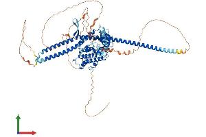 AlphaFold protein structure predicition of Human Recombinant TLK2 Protein, UniprotID Q86UE8