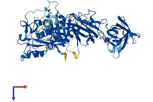 AlphaFold protein structure predicition of Mouse Recombinant Capn6 Protein, UniprotID O35646