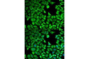 Immunofluorescence analysis of HeLa cells using LTA4H antibody.