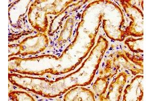 Immunohistochemistry of paraffin-embedded human kidney tissue using ABIN7167915 at dilution of 1:100 (ARHGAP1 anticorps  (AA 216-308))