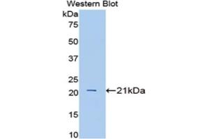 Western blot analysis of the recombinant protein. (IL1A anticorps  (AA 98-266))