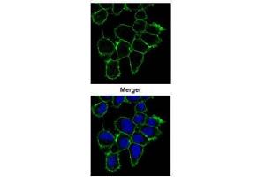 ICC/IF Image Confocal immunofluorescence analysis (Olympus FV10i) of methanol-fixed A431, using EGFR, antibody (Green) at 1:1000 dilution. (EGFR anticorps  (C-Term))