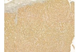 ABIN6263590 and ABIN6277540 at 1/100 staining human normal liver tissue by IHC-P.